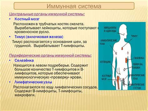 Улучшение функции иммунной системы и борьба с инфекциями