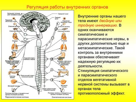 Улучшение функций нервной системы