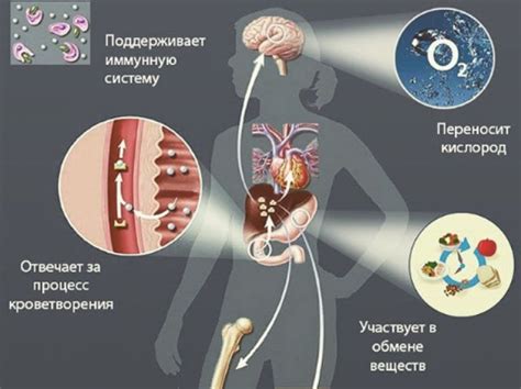 Уменьшение количества яйцеклеток в организме с возрастом