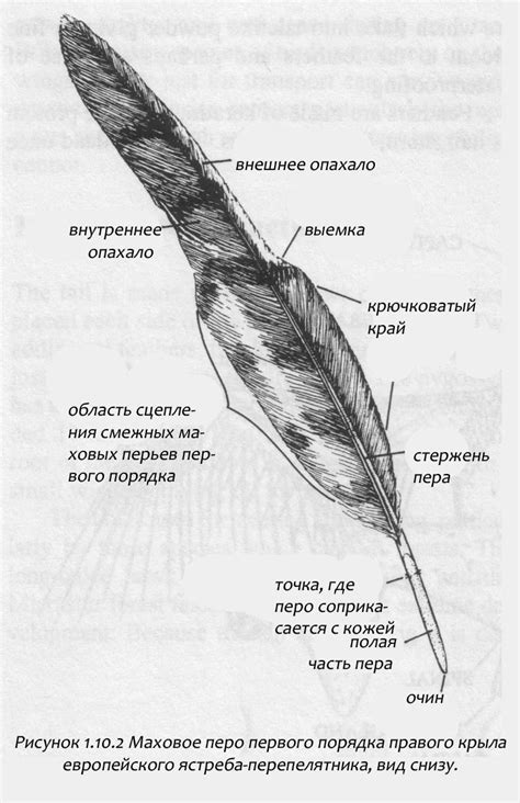 Уникальная структура перьев