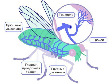 Уникальный раздел статьи: "Особенности сна насекомого с экологической роли"