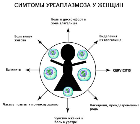 Уреаплазма парвум: понятие, причины инфицирования и симптомы