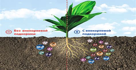 Уровень удобрений и его влияние на прозрачность растений в аквариуме