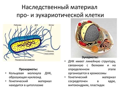 Уровни организации клетки