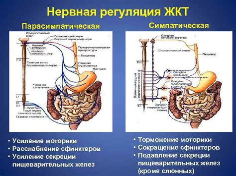 Усиление пищеварительных проблем