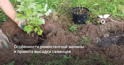 Условия высадки саженцев малины