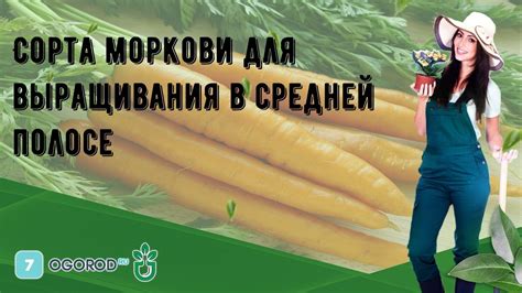 Условия для сбора моркови в средней полосе