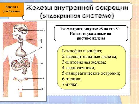 Устройство и строение желез внутренней секреции