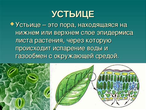 Устьица: понятие и значение в экологии