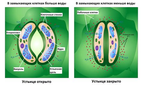 Устьица злаковых растений