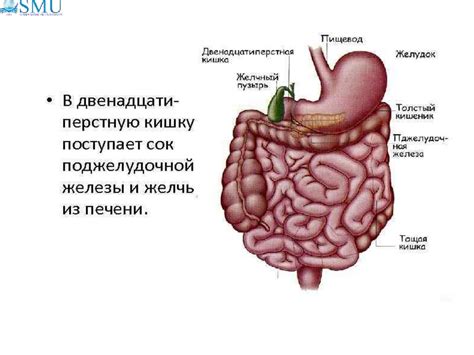 Участие бактерий в пищеварении