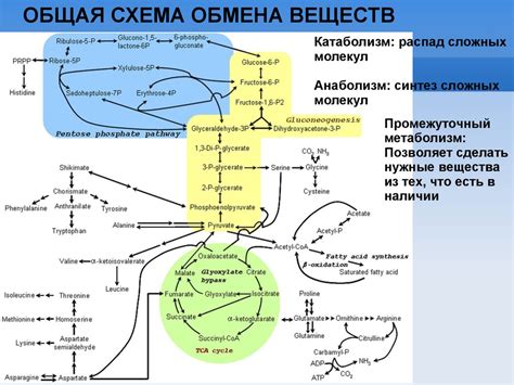 Участие в обмене веществ