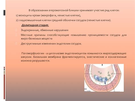 Участие в образовании крови