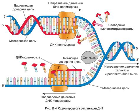 Участие мезосом в бактериальной репликации ДНК