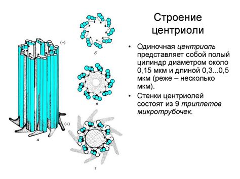 Участие митохондрий в процессе деления клеток