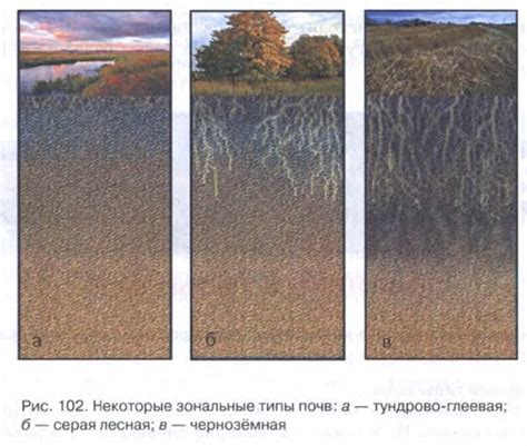 Учет особенностей почвы и климата