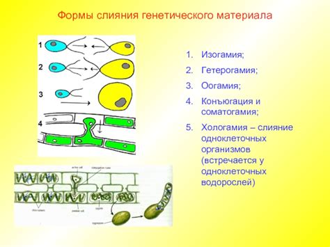 Фаза слияния генетического материала