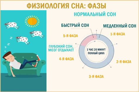 Фазы сна и их воздействие на качество отдыха