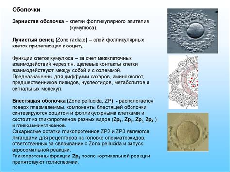 Факторы, влияющие на возможность оплодотворения