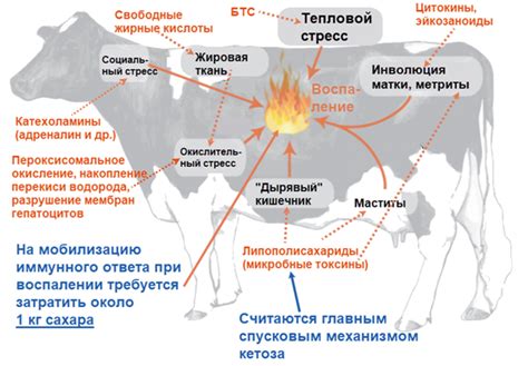 Факторы, влияющие на начало лактации у собаки