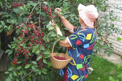 Факторы, влияющие на начало плодоношения вишни