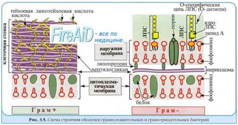 Факторы, влияющие на проницаемость клеточной стенки грибов