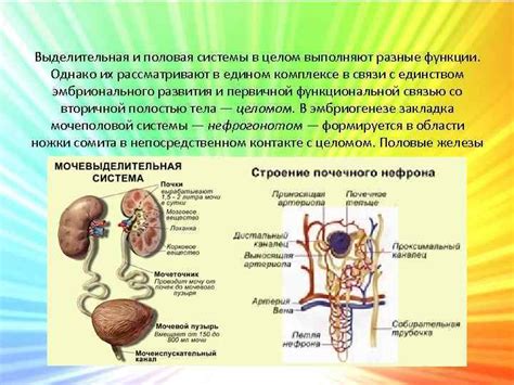 Факторы, влияющие на работу выделительной системы