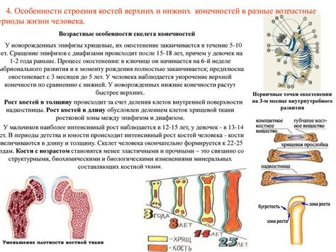 Факторы, влияющие на развитие костей