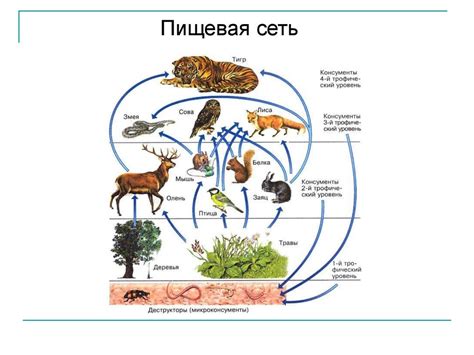 Факторы, влияющие на разнообразие толкования сновидений с участием зубра