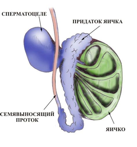 Факторы, влияющие на состояние яичек у мужчин