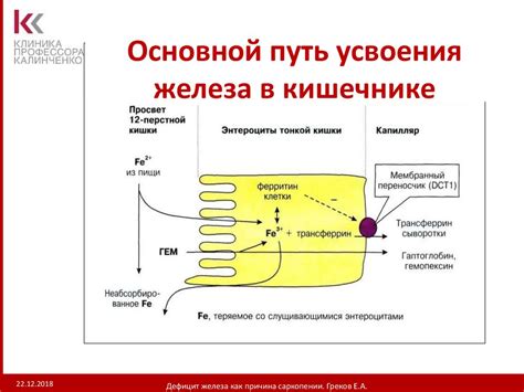 Ферментативные заболевания как причина плохого усвоения железа