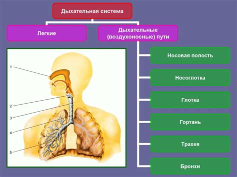 Физиологические особенности, приводящие к икающему дыханию: