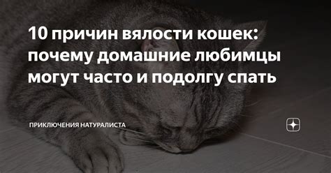 Физиологические особенности вялости кошек