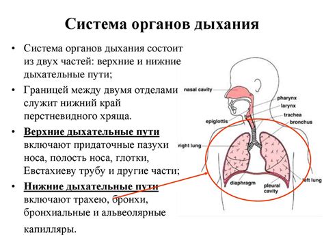 Физиологические особенности потения ладошек у мужчин