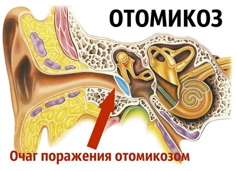 Физиологические факторы, вызывающие симптомы ушей вечером