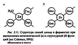 Физиологические функции цинка