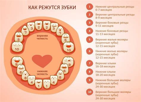 Физиологический процесс обновления зубной системы у маленьких детей