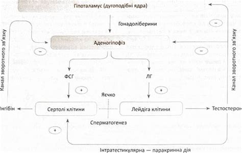 Физиологическое устройство кожи у мужчин и женщин