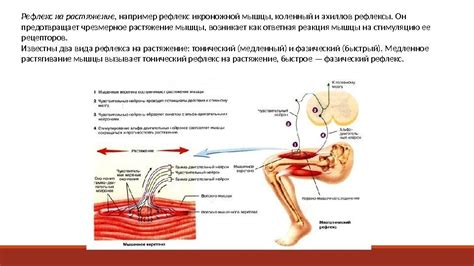 Физиология движений при питье чая