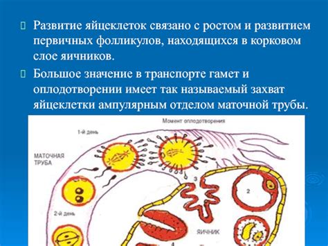 Физиология птичьих яичников