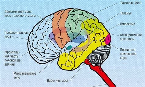 Физиология сна: непроизвольные движения и их значения