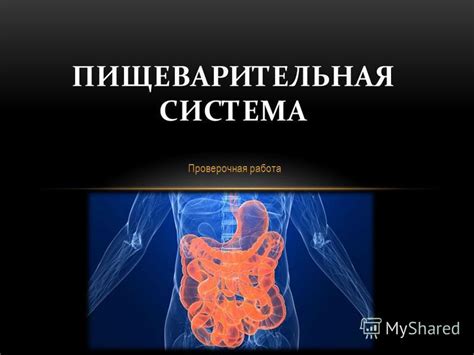 Финики: улучшение работы пищеварительной системы и обмена веществ