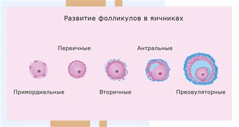 Фолликулы в яичнике: норма у здоровых женщин