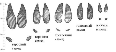 Форма и размеры следов