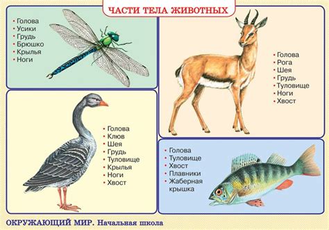 Форма и строение тела животных: доказательства соответствия