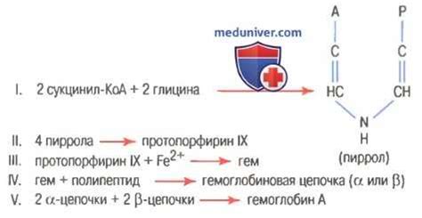 Формирование гемоглобина