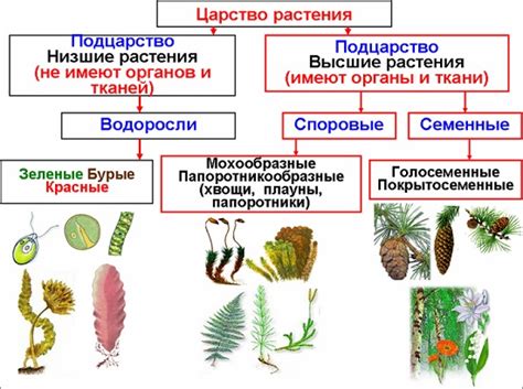 Формирование желаемой формы растения