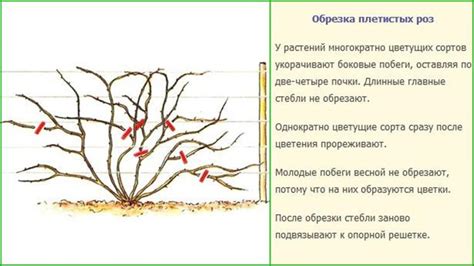 Формирование куста