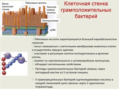 Формирование первых бактерий