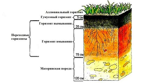 Формирование почвы